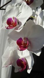 Close-up of pink flowers