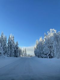 Snow covered trees against blue sky