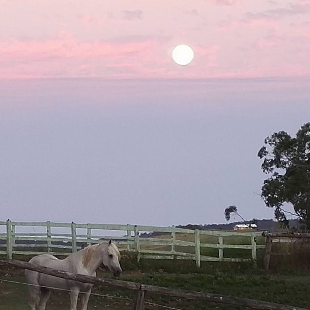 HORSE ON FIELD AGAINST SKY