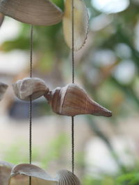 Close-up of snail on plant