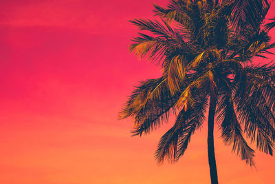 Golden tropical sunset with dark silhouette of coconut palm tree. trendy vintage summer background