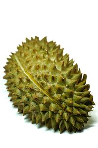 Close-up of cactus against white background