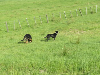 Sheep grazing on grassy field