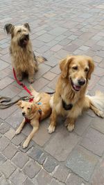 Portrait of puppy sitting outdoors