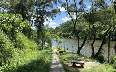 Footpath amidst trees in park