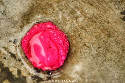 Close up of red rose on sand