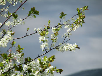 Low angle view of cherry blossoms in spring