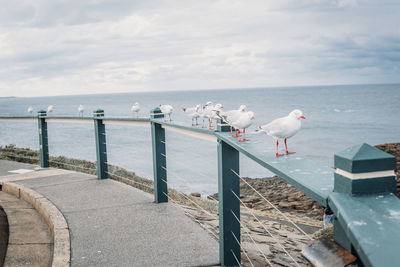 Seagulls perching on railing by sea against sky