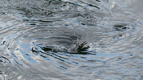 Close-up of jellyfish swimming in water