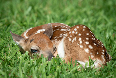 Deer in a field