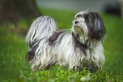 Close-up of a dog