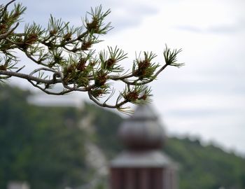 Close-up of tree against sky