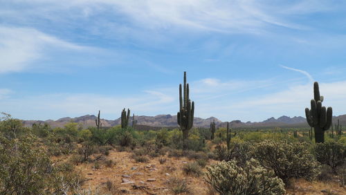 Cactus growing on field against sky