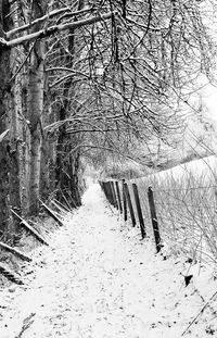 Road passing through bare trees