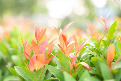 Blurry leaf background, red young leaves and buds of australian brush cherry plant in garden 