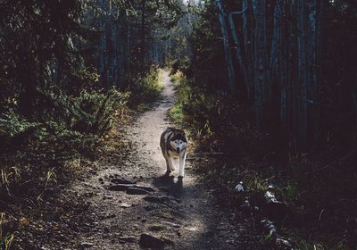 Dog in forest