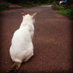 Close-up of white cat