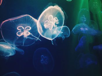 Close-up of jellyfish swimming underwater