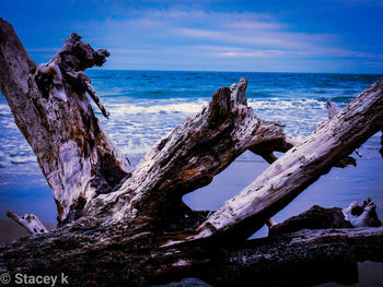 Driftwood on beach against sky