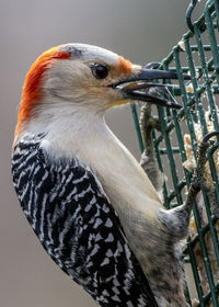 Eating through the cage