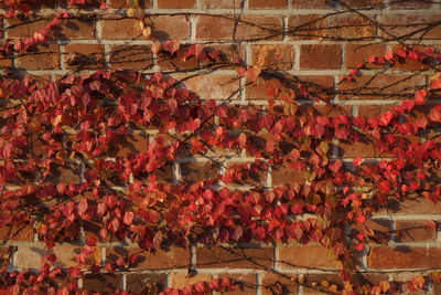 Full frame shot of red flowering plants hanging on brick wall