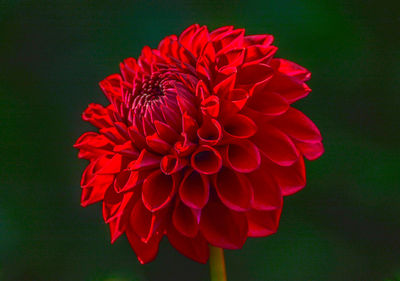 Close-up of red dahlia flower