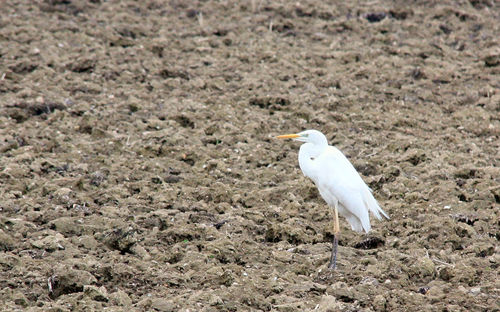 Great egret on field