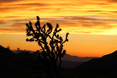 Silhouette of tree in desert against dramatic sky