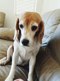 Portrait of dog sitting on sofa at home