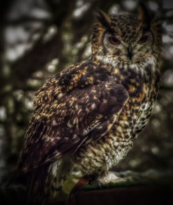 Close-up of owl perching outdoors