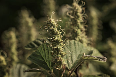 Close-up of fresh green plant