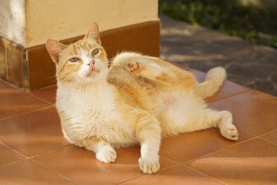 Portrait of ginger cat on tiled floor