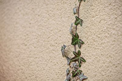 Close-up of plant against wall