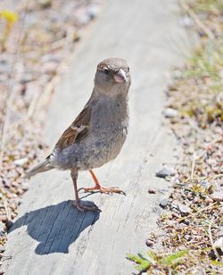 Close-up of bird perching on sand at beach