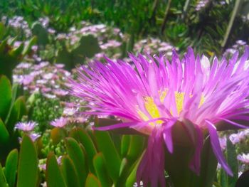 Close-up of purple flowers blooming outdoors