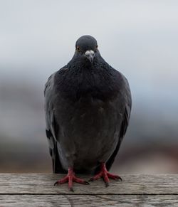 Close-up of bird perching on wood