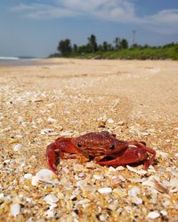 Close-up of crab on sand