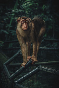 Monkey on metal railing