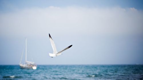 Seagull flying against sky