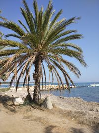 Palm tree at beach against clear blue sky