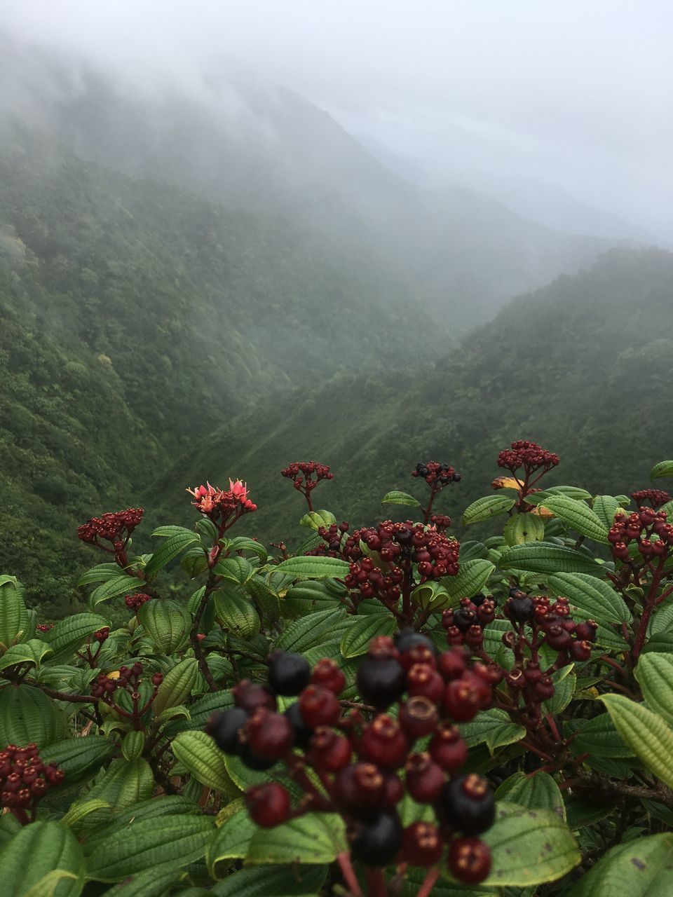 VIEW OF FRUITS GROWING ON TREE