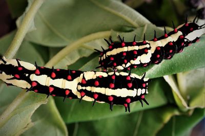 A pair of common mime caterpillar  on green leaf