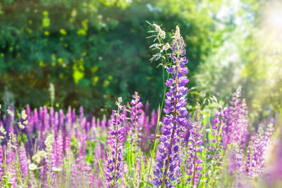 Close-up of purple flowering plants on field