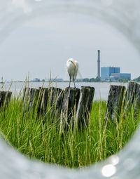 Great egret sitting on wood near ocean with ocean and factory building