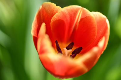 Close-up of red tulip