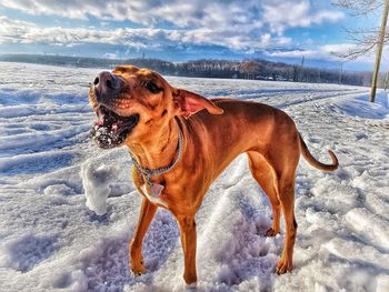 Dog on snow field against sky