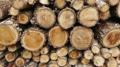 Full frame shot of logs in forest