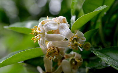 Close-up of white flowering plant leaves