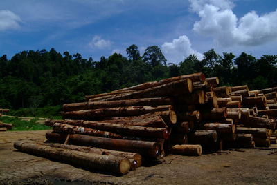 Stack of logs on field in forest against sky