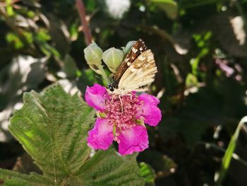 Close-up of butterfly pollinating on pink flower